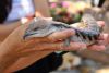 Bluetounge Lizzard – Crocodylus Parc Darwin NT