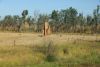 Landscape during the railway journey with the Ghan