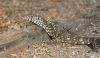 Nice Lizard at the Campground