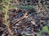 Lizard, ANZAC Hill, Alice Springs, NT