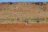 Do you see the Kangaroo?