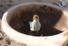 Wildlife at Wilpena Pound, Flinders Ranges, SA