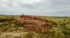 Devils Marbles, Outback, NT - drone pic