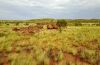Devils Marbles, Outback, NT - drone pic