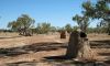 Dig Tree at Coooper Creek, Innamincka, Outback, SA