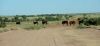 Cows on the track
