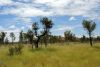 The green Outback