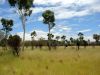 The green Outback
