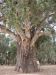 Giant Red Gum Tree about 500 years old and still growing, Outback, SA