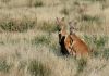 Kangaroo at Wilpena Pound, SA