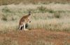Kangaroo at Wilpena Pound, SA