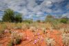 On the way to the Kings Canyon, NT - Outback