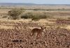Dingo on it's way in the moring, Arckaringa Station, Outback, SA