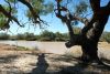 Dig Tree at Coooper Creek, Innamincka, Outback, SA