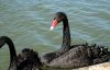 Black Swan at the Murray, Mildura, Victoria, AU