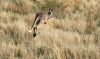 Kangaroo at Wilpena Pound, SA
