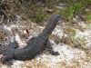 Lizzard at Cape le Grand NP, WA