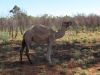 Es gibt 1 Mio Camele in Australien :-)
