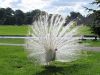 Peacock Leeads Castle