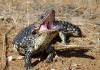 Australian Skink at the Nullarbor