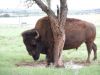 just a Buffalo on the Route 66 :-)