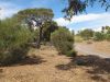 Botanischer Garten von Port Augusta, SA Australia