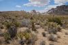 Mojave Desert CA, USA