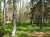 Wald bei Altia, Estiona