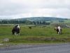 Dartmoor Nationalpark