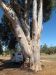 Tree New Norcia, WA Australia