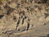 Kangoroospuren im Sand Caravan Park Back to nature, Wanerie, WA Australia
