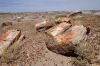 Petrified Wood at the Petriefied Forest National Park, Arizona, USA